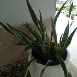 Sansevieria trifasciataBlatt