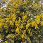 Acacia baileyana葉