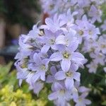 Campanula lactiflora फूल