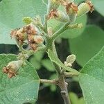 Cordia monoica Fruto