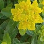 Euphorbia epithymoides Цветок