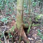 Tapirira guianensis 樹皮