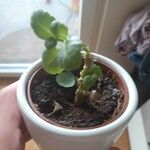 Kalanchoe daigremontianaLeaf