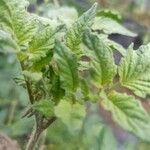 Solanum lycopersicum Blad