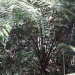Pleocnemia hemiteliiformis Hoja