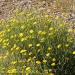 Launaea lanifera Habit