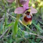 Ophrys tenthredinifera Kvet