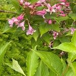 Weigela florida 整株植物