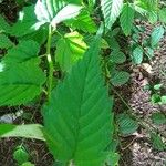 Kerria japonica 叶