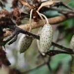 Elaeagnus × submacrophylla Fruto