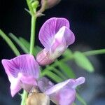 Vicia sepium Flor