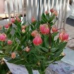Kalanchoe miniata Blüte