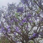 Jacaranda caucana অভ্যাস