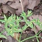 Euphorbia exigua Leaf