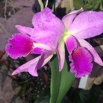 Cattleya jenmanii Λουλούδι