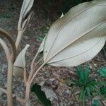 Miconia holosericea Leaf