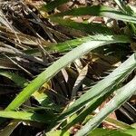 Eryngium paniculatum Лист