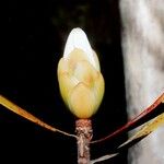 Melaleuca dawsonii Frukto