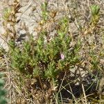 Ononis diffusa Habit