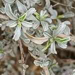 Convolvulus acanthocladus Листок