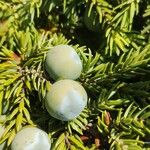 Juniperus macrocarpa Fruit