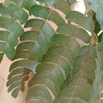 Albizia adianthifolia Delienn