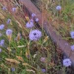 Globularia vulgaris 花