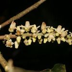 Guarea guidonia Flower
