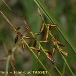 Carex pulicaris Frukt