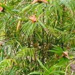 Freycinetia cumingiana Hábito