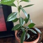 Ficus cyathistipula Blad