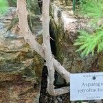 Asparagus retrofractus Bark