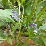 Scutellaria lateriflora Flower