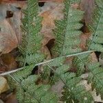 Dryopteris carthusiana Leaf