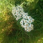 Achillea ptarmicaKukka