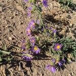 Machaeranthera tanacetifolia Flor