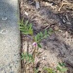 Vicia segetalis Leaf