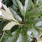 Paeonia lactiflora पत्ता