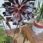 Aeonium arboreumFlower