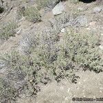 Salvia pachyphylla Habitus