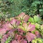 Rodgersia podophylla Blatt