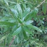 Prinsepia uniflora Leaf