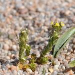 Linaria arenaria Habitus