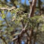 Prosopis velutina Hoja
