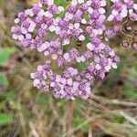 Achillea distans Flower