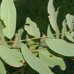 Dalbergia melanocardium Ліст