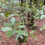 Quercus laurifolia Blad