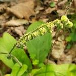 Cynoglossum virginianum Fruitua