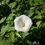 Calystegia sepium Květ