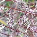 Poa bulbosa Flower